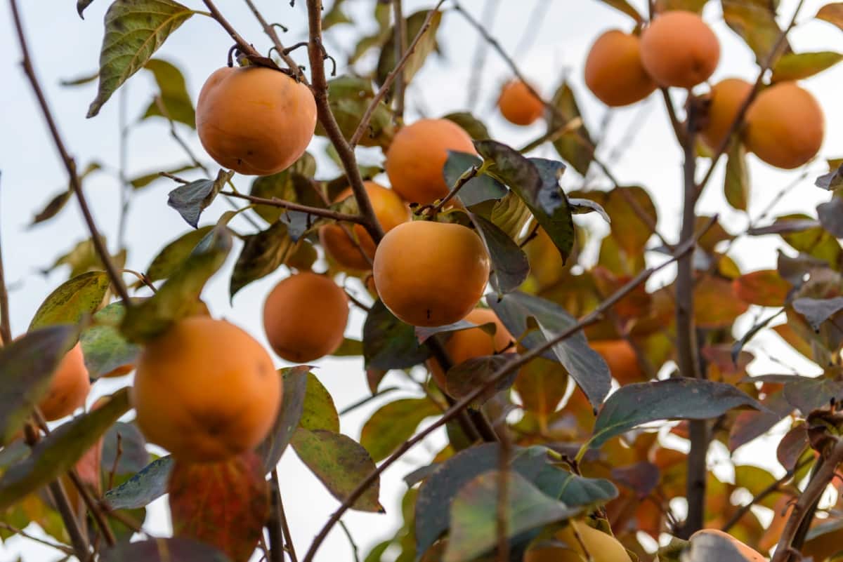 Orange Persimmon Fruit