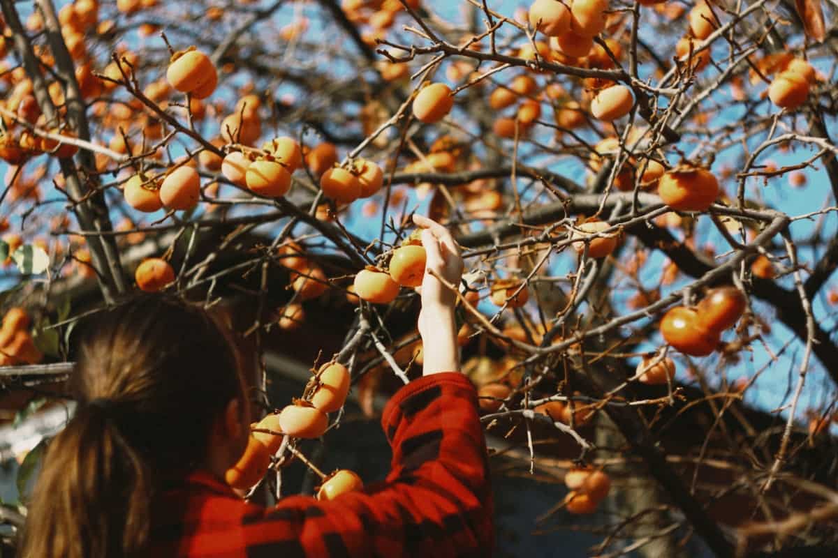 Harvesting Persimmons