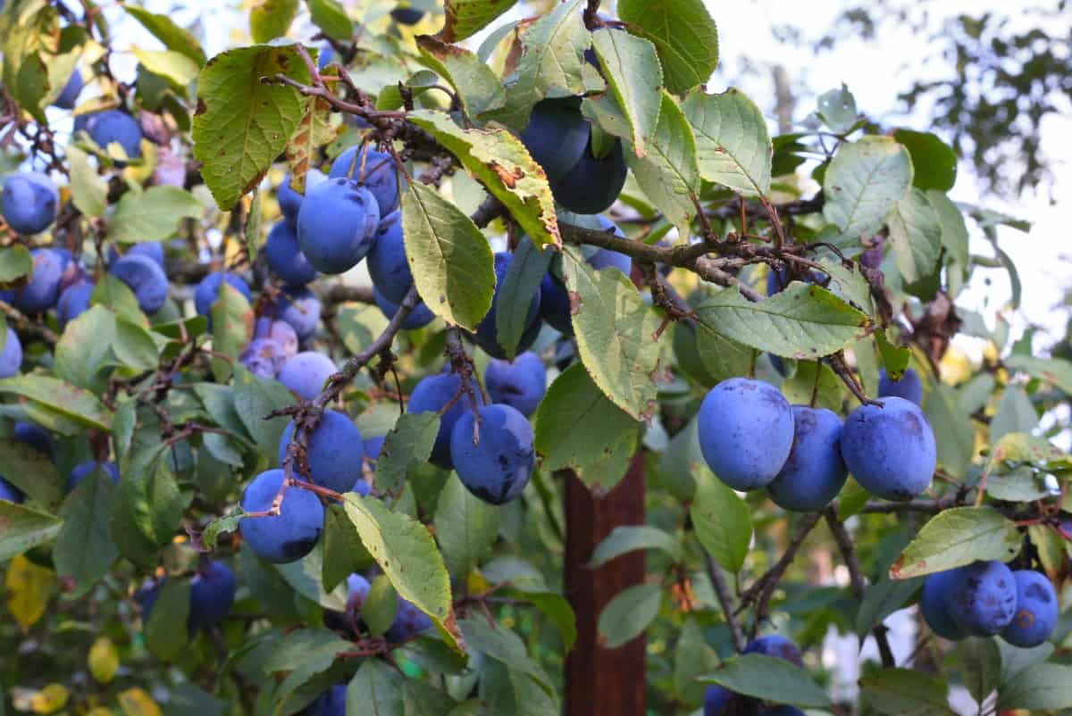 Plum Tree Branch with Ripe Fruits
