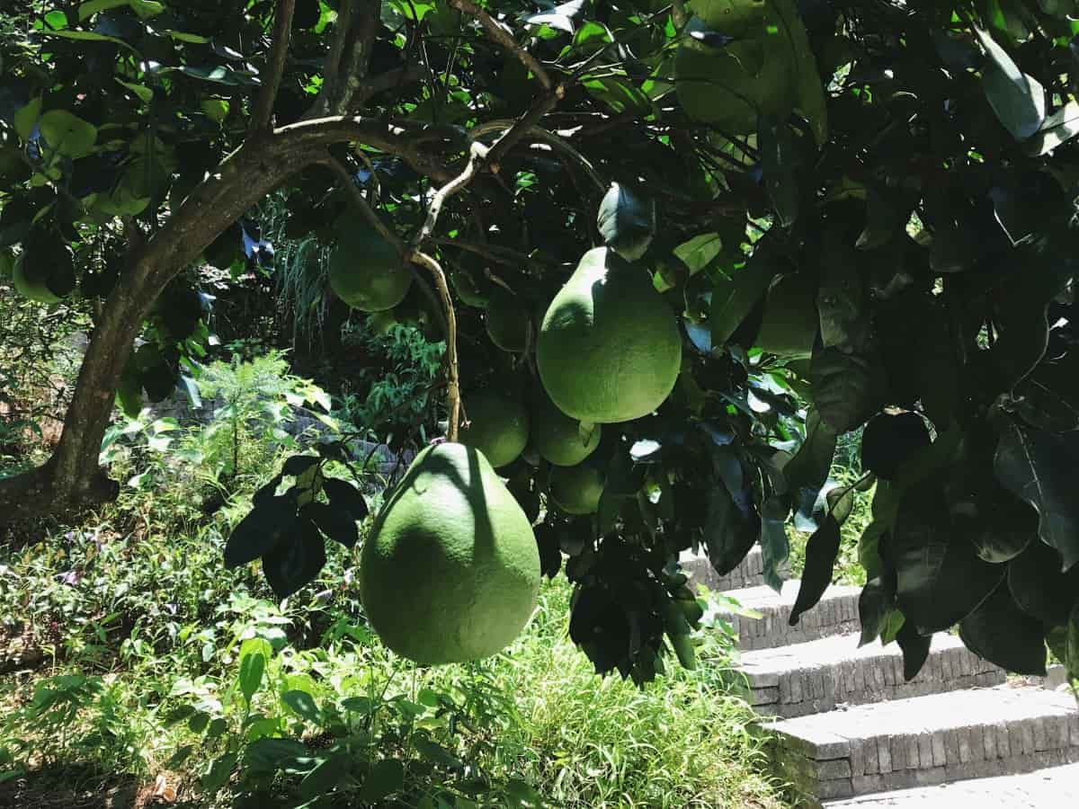 9 Causes of Dying Pomelo Tree
