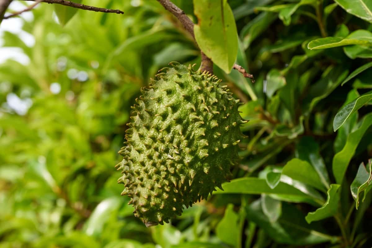 9 Causes of Dying Soursop Tree
