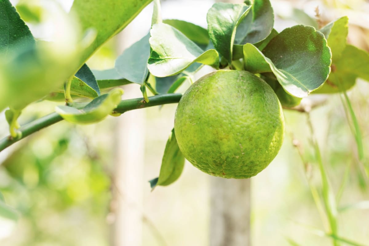 9 Causes of Dying Sweet Lemon Trees