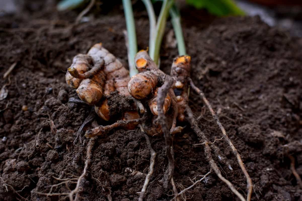 Turmeric Plant with Its Roots Exposed