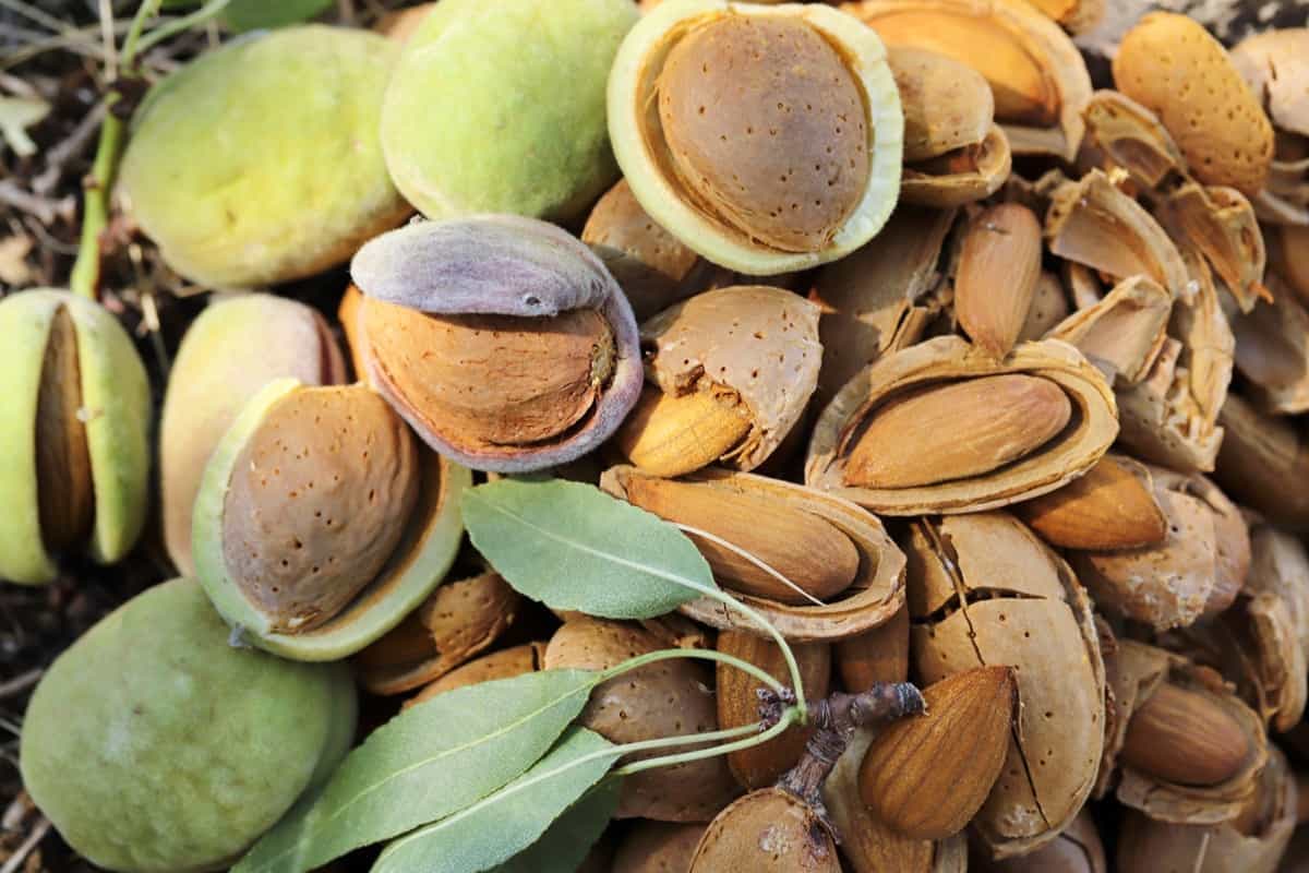 1-Acre Almond Farming Cost and Profit