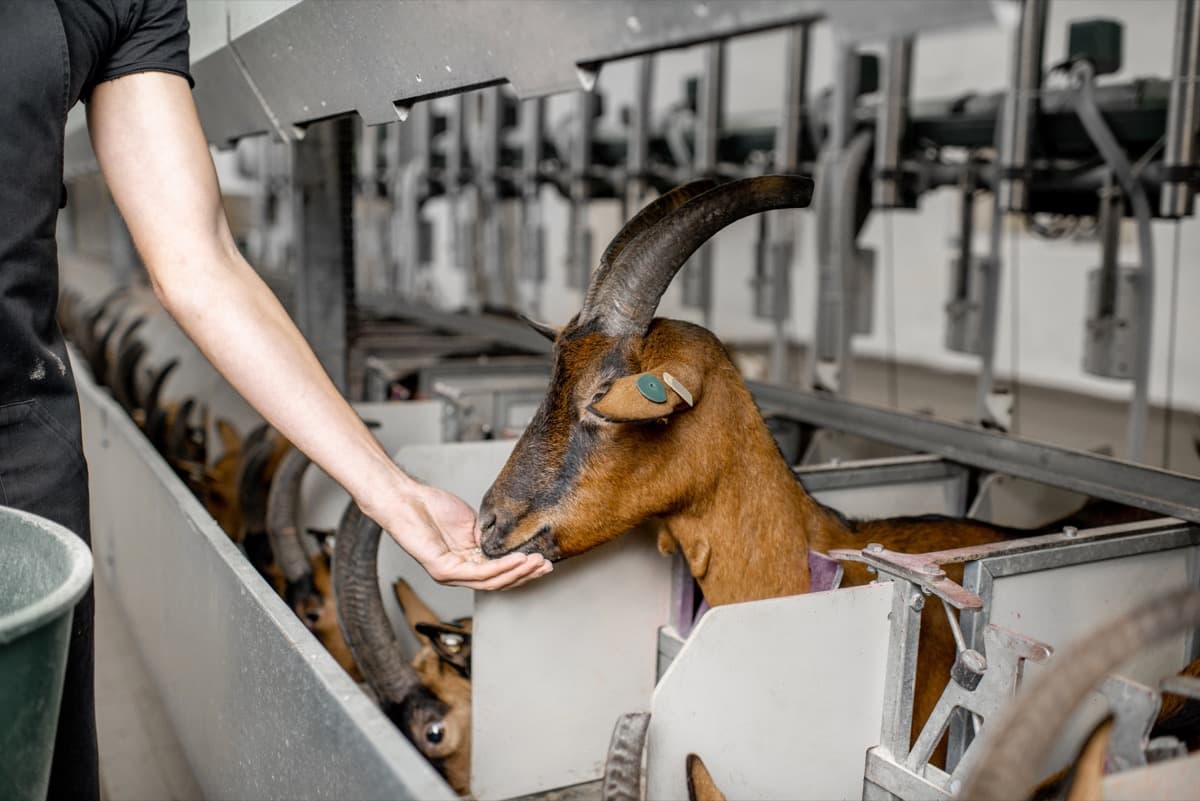 Benefits of Ammonium Chloride in Goat Farming