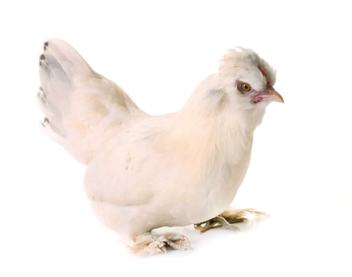 Best Chicken Breeds for Indoors: Sultan Chicken