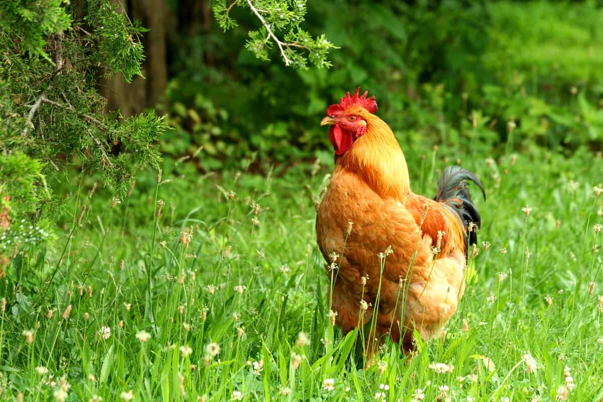 The Best Chicken Breeds in the Philippines: Rhode Island Red