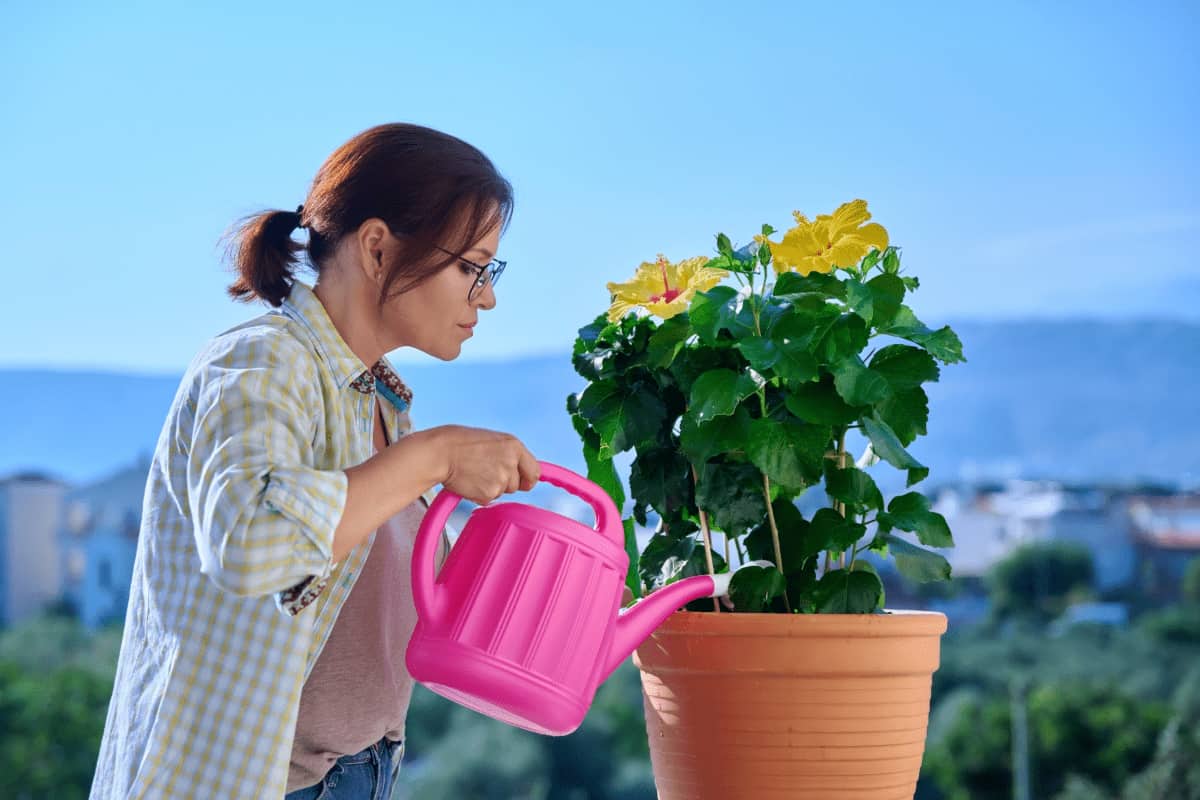 Watering a Flower in A Pot