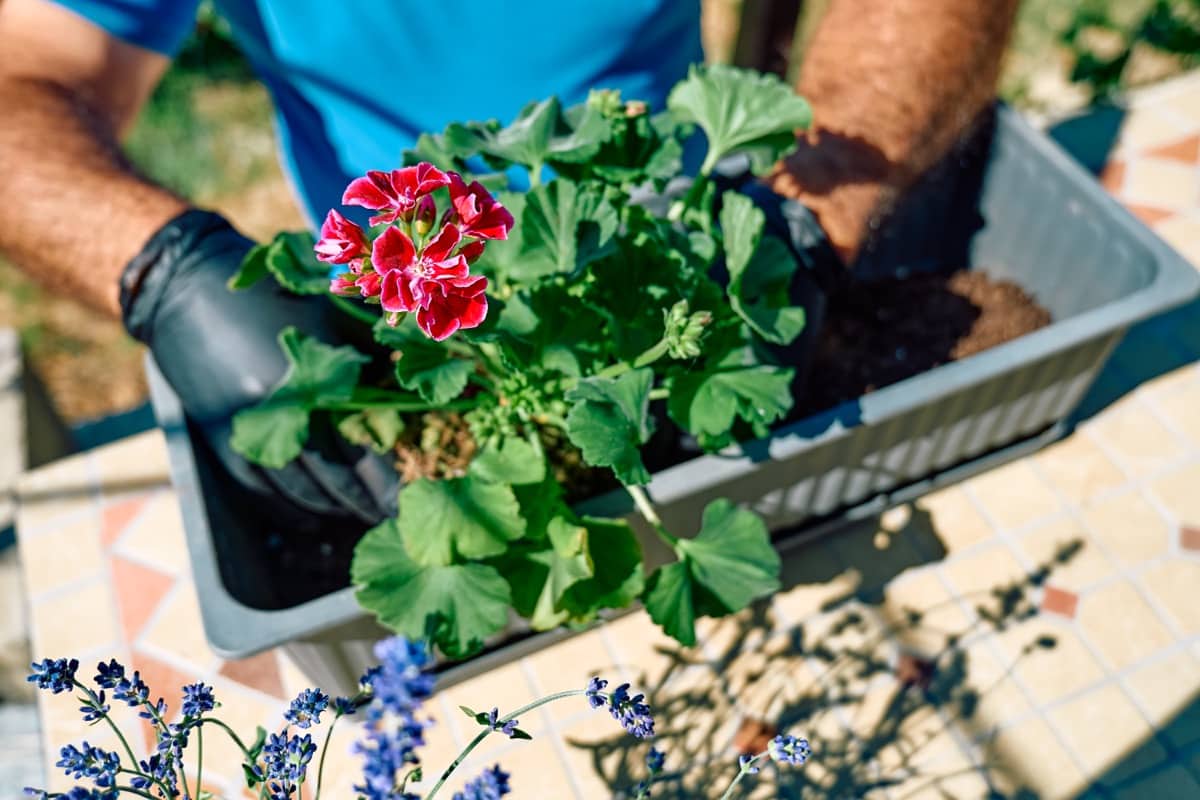 Oklahoma-friendly Container Plants for Patio Gardens