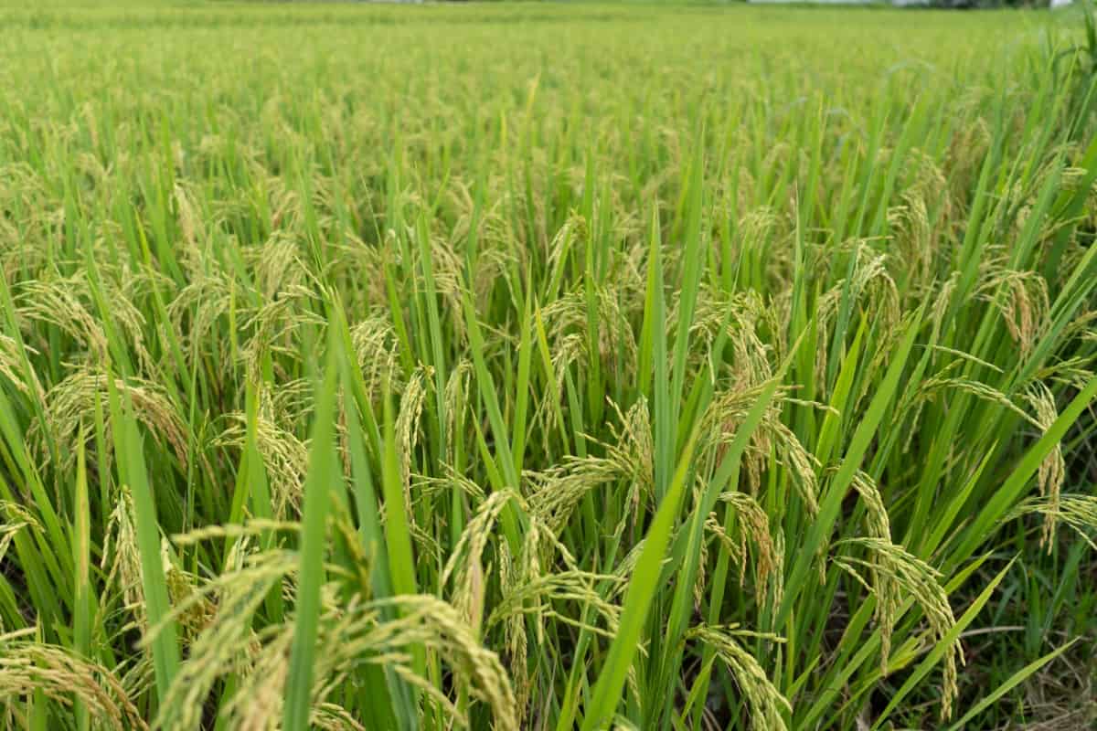 Best and Latest Pesticides for Rice/Paddy
