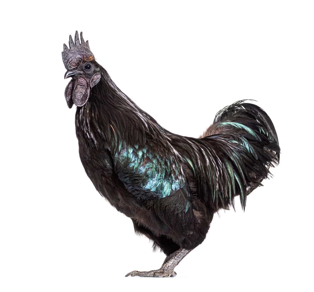 10 Black Chicken Breeds: Ayam Cemani