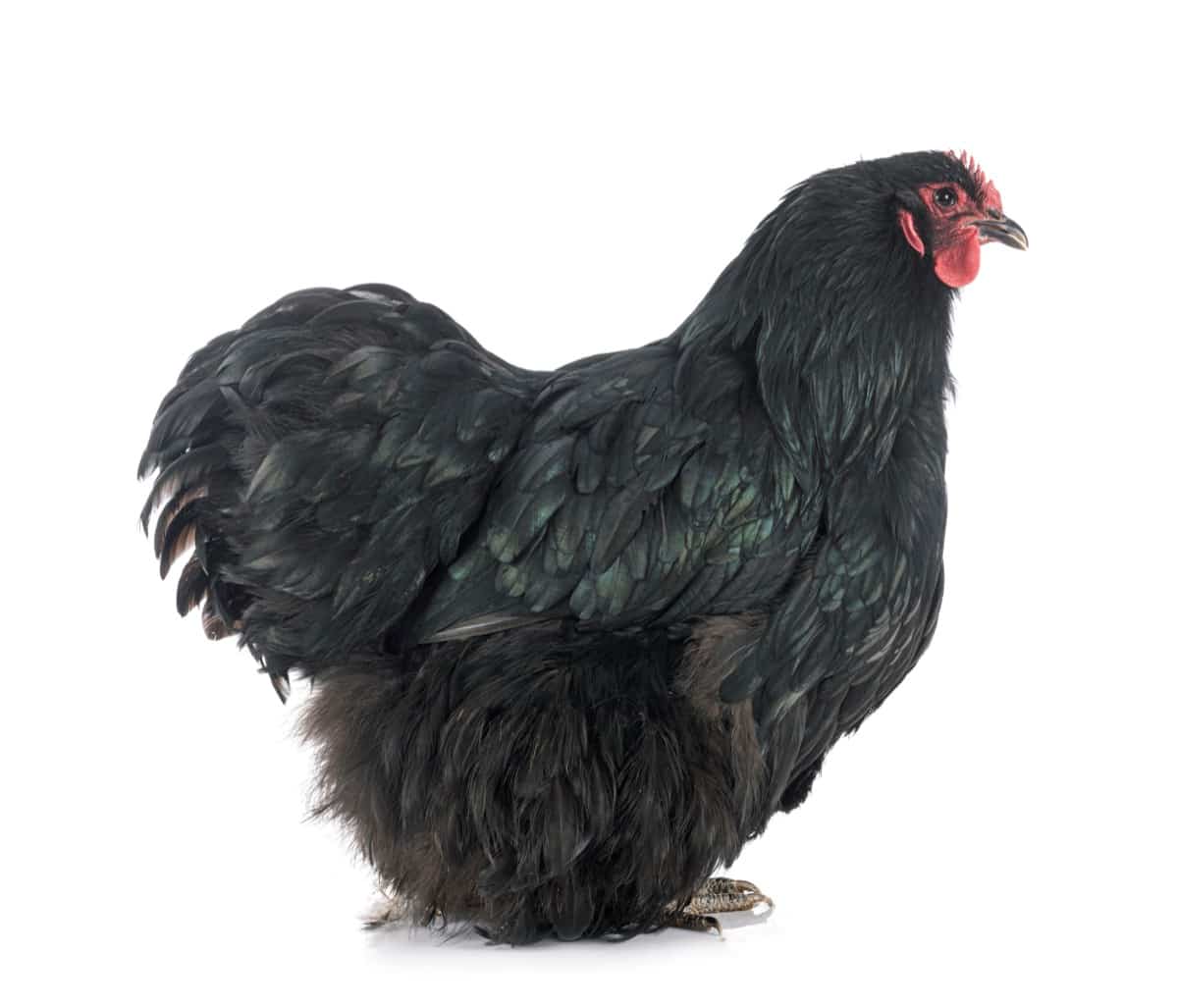 Orpington Chicken Breed