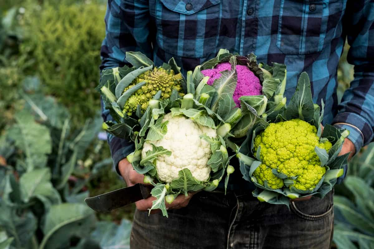 Cauliflower Disease Resistant Varieties