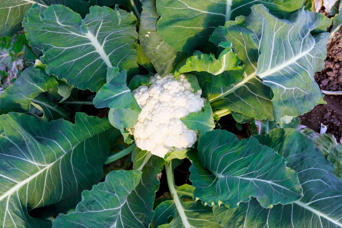 Cauliflower Ready to Harvest