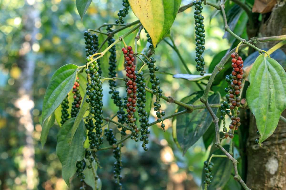 Causes of Dying Black Pepper 