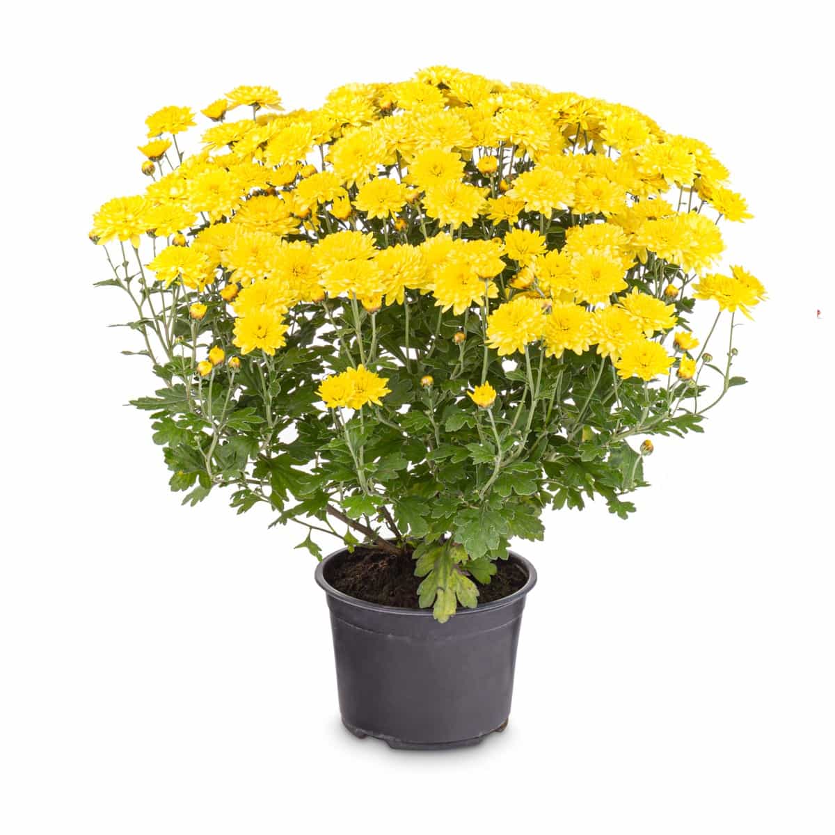 Chrysanthemum Flower Pot