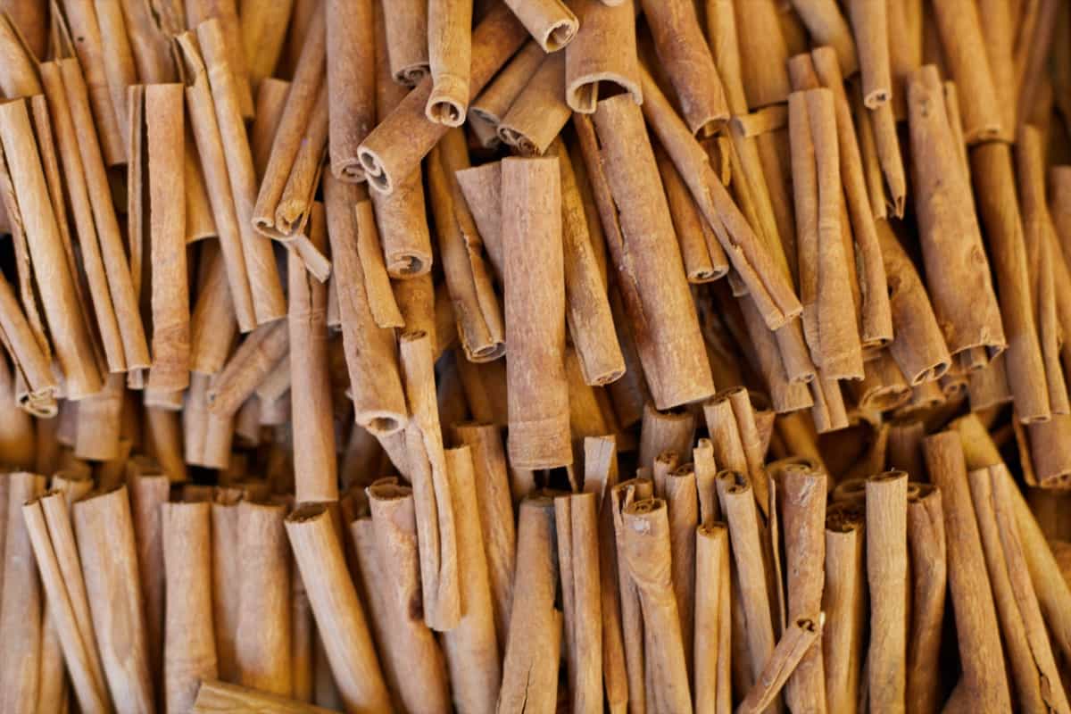 Causes of Dying Cinnamon Trees