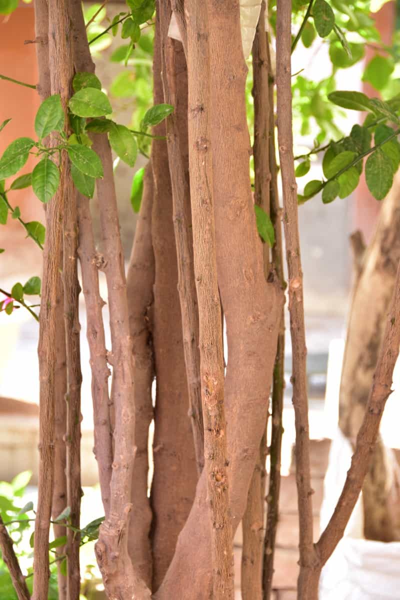 Cinnamon Trees 