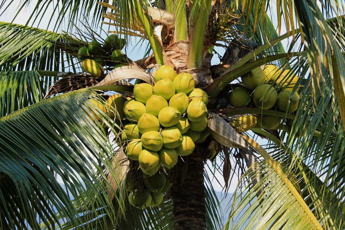 9 Causes of Dying Coconut Trees