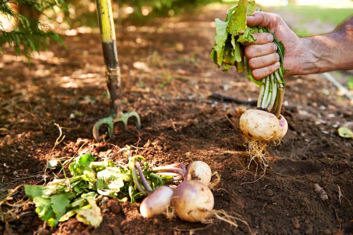 Turnips Being Pulled from The Earth