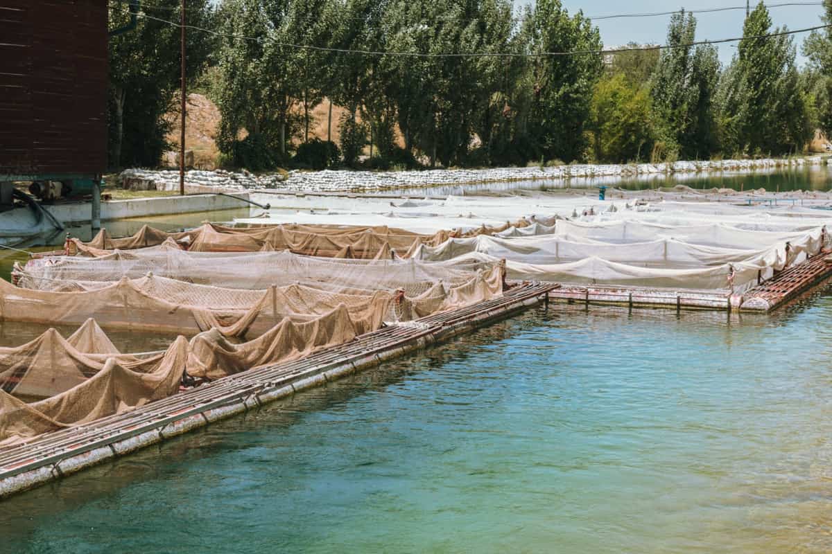 Top 10 Common Mistakes to Avoid in Fish Farming