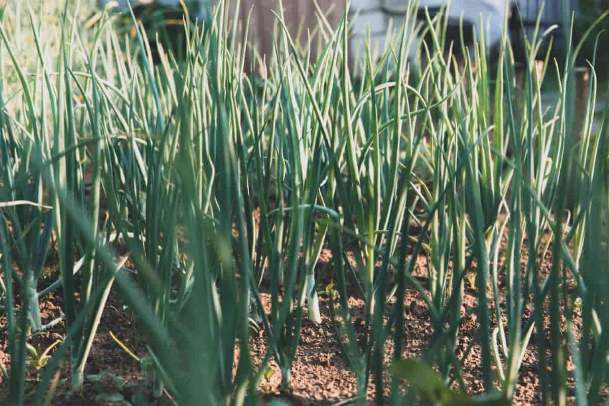 Common Onion Pests and Diseases