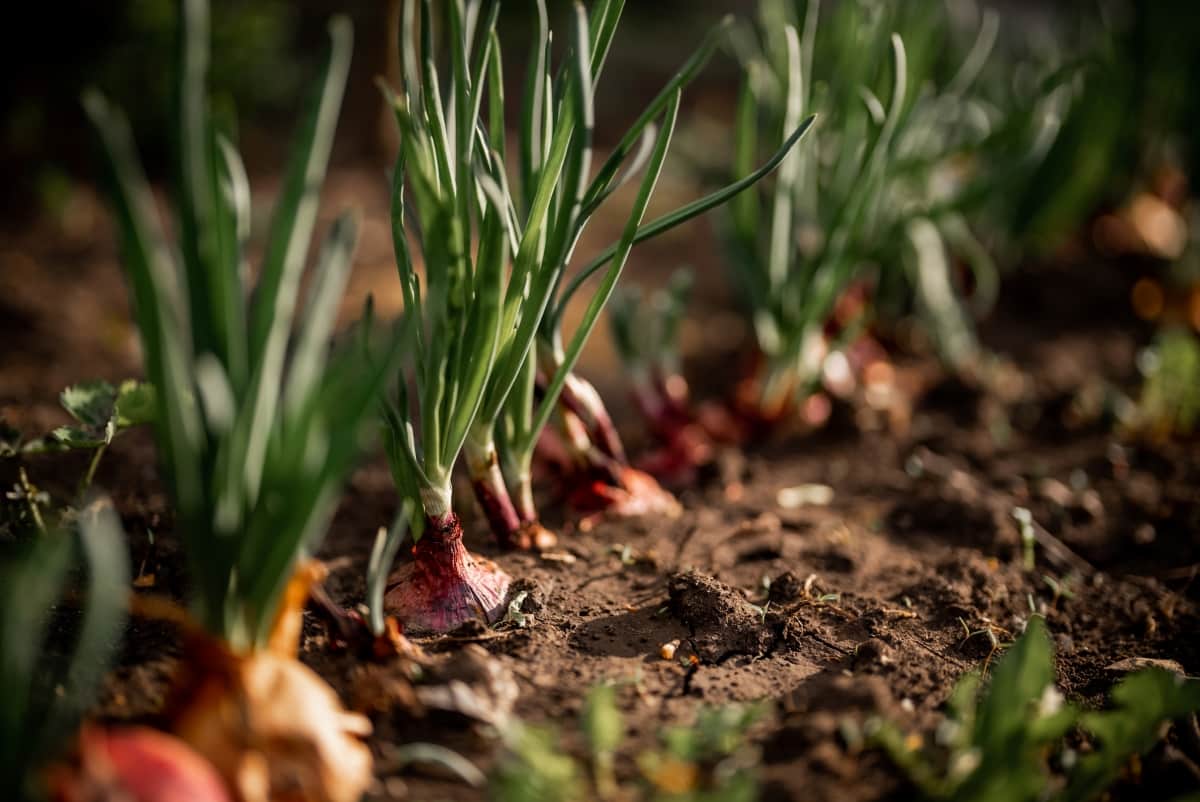 Onion Bulbs in Soil