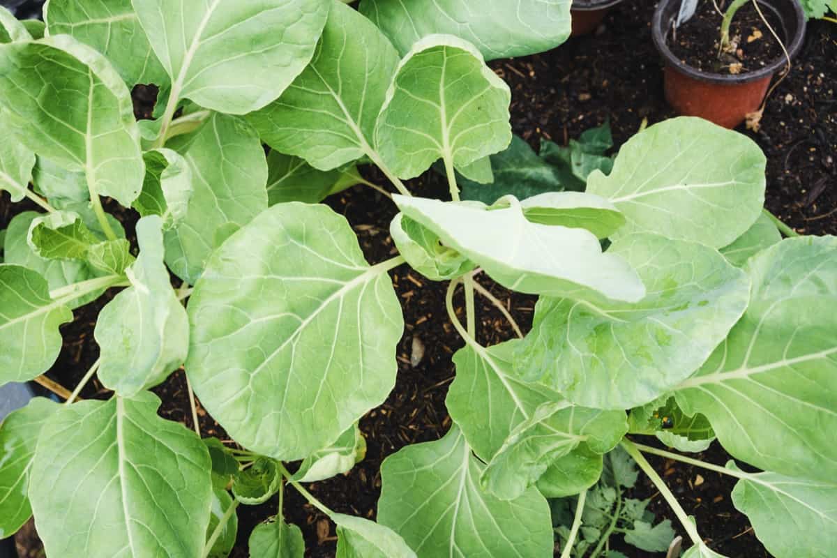 Common Problems With Brussels Sprouts Plants1