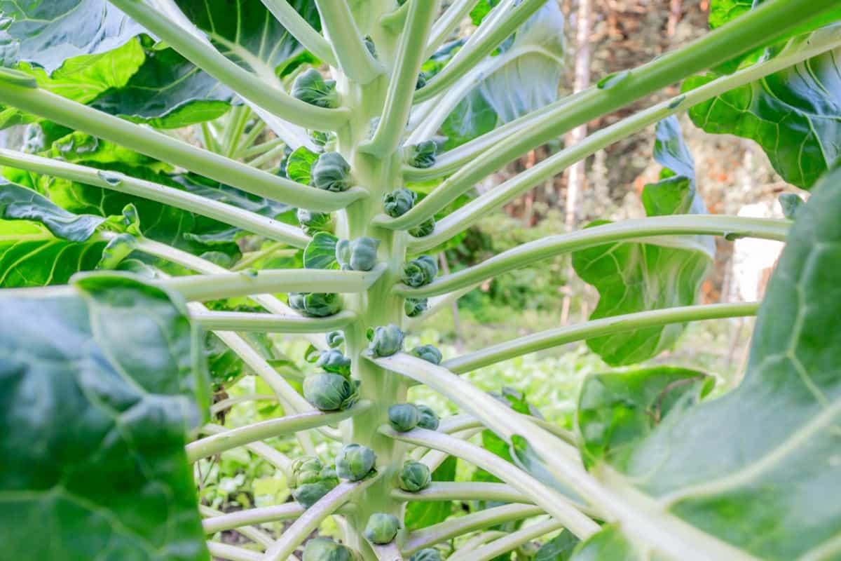 Common Problems With Brussels Sprouts Plants3