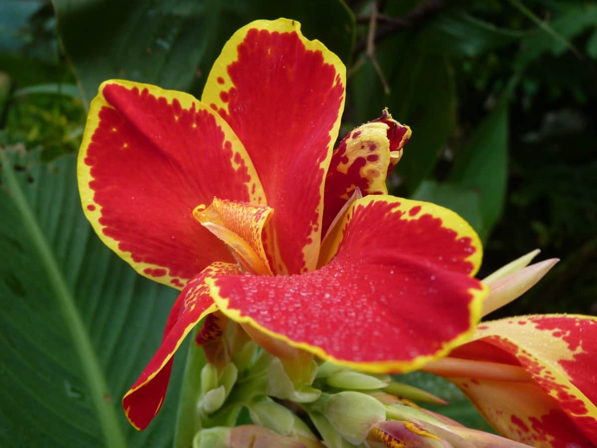 Common Problems With Canna Lily Plants