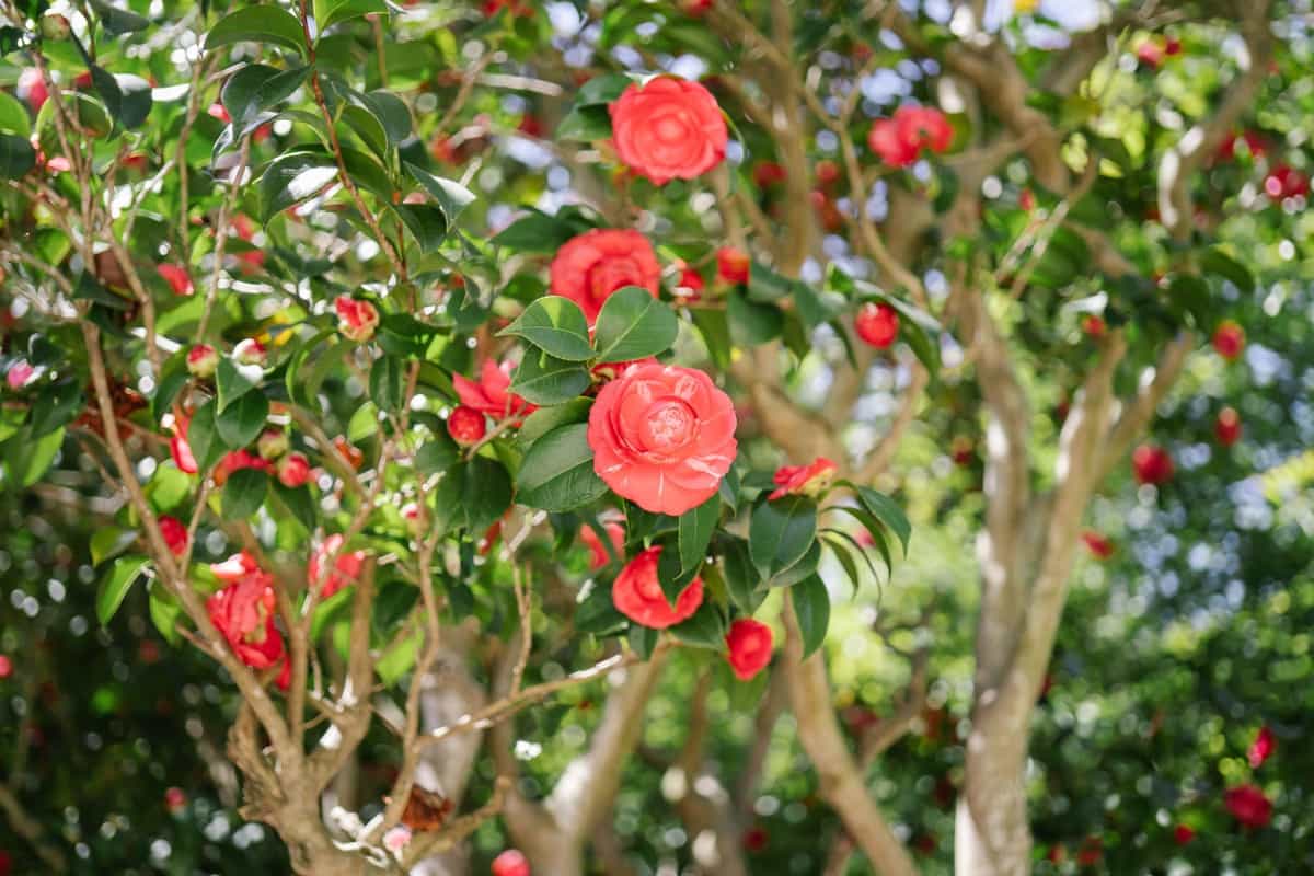 Common Problems With Flowering Camellia Plants