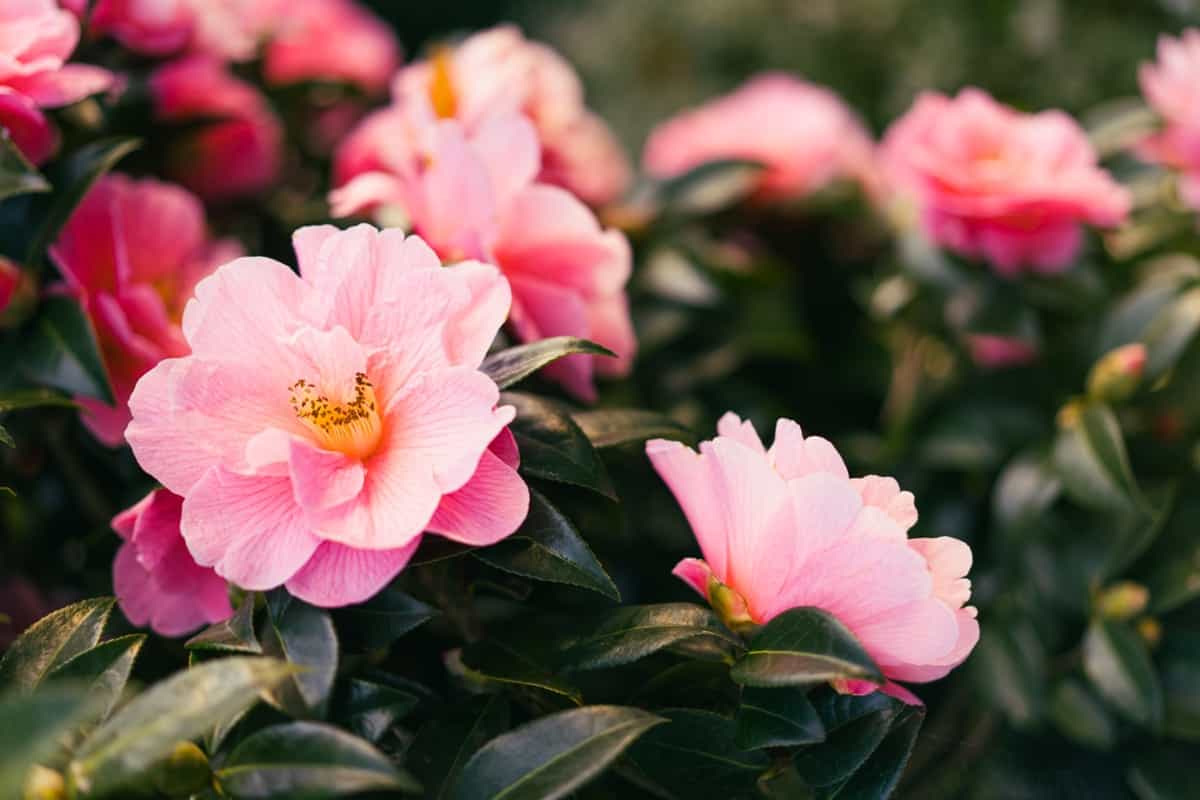 Camellia Pink Flowers