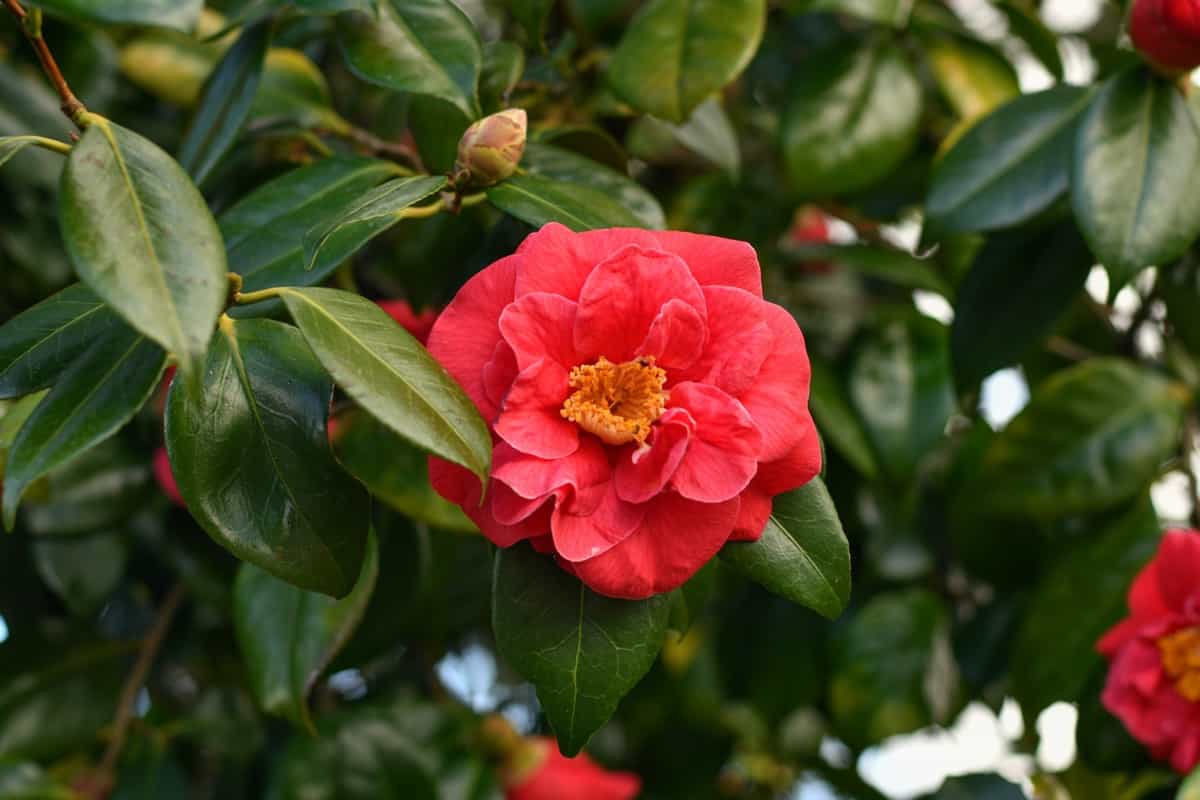 Camellia Red