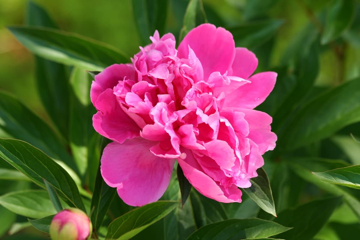 Peoni Flower Pink