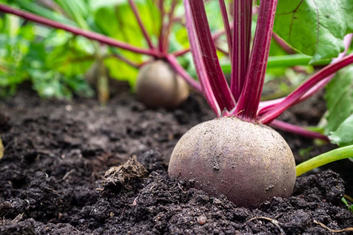 Common Problems With Garden-Grown Beetroot Plants