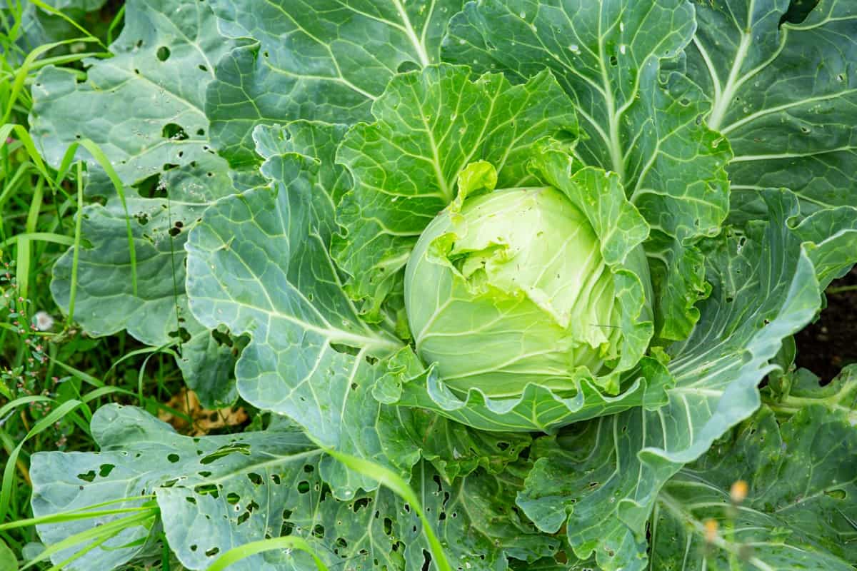Common Problems With Garden-Grown Cabbage Plants