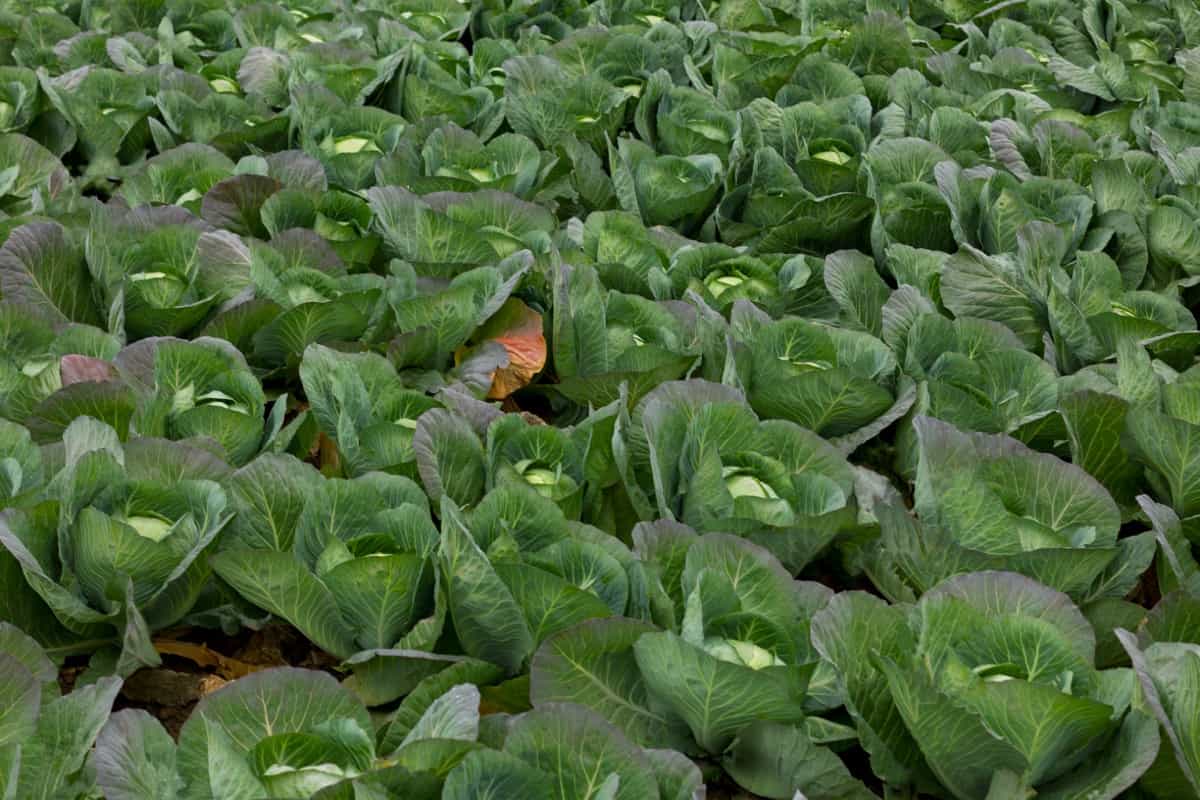 Cabbages Ready to Harvest