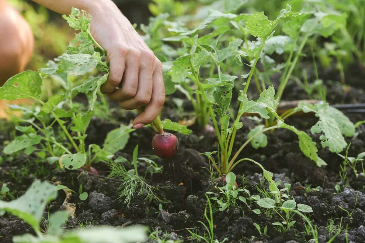 Common Problems With Garden-Grown Radish Plants