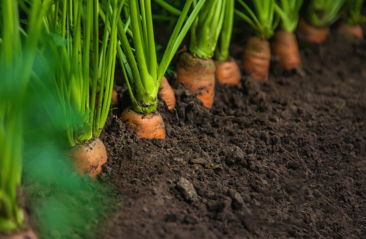 Common Problems With Garden-Grown Carrot Plants