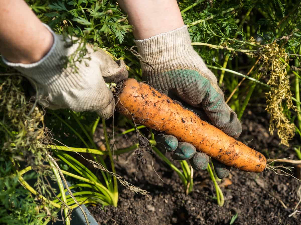 Carrot Gardening
