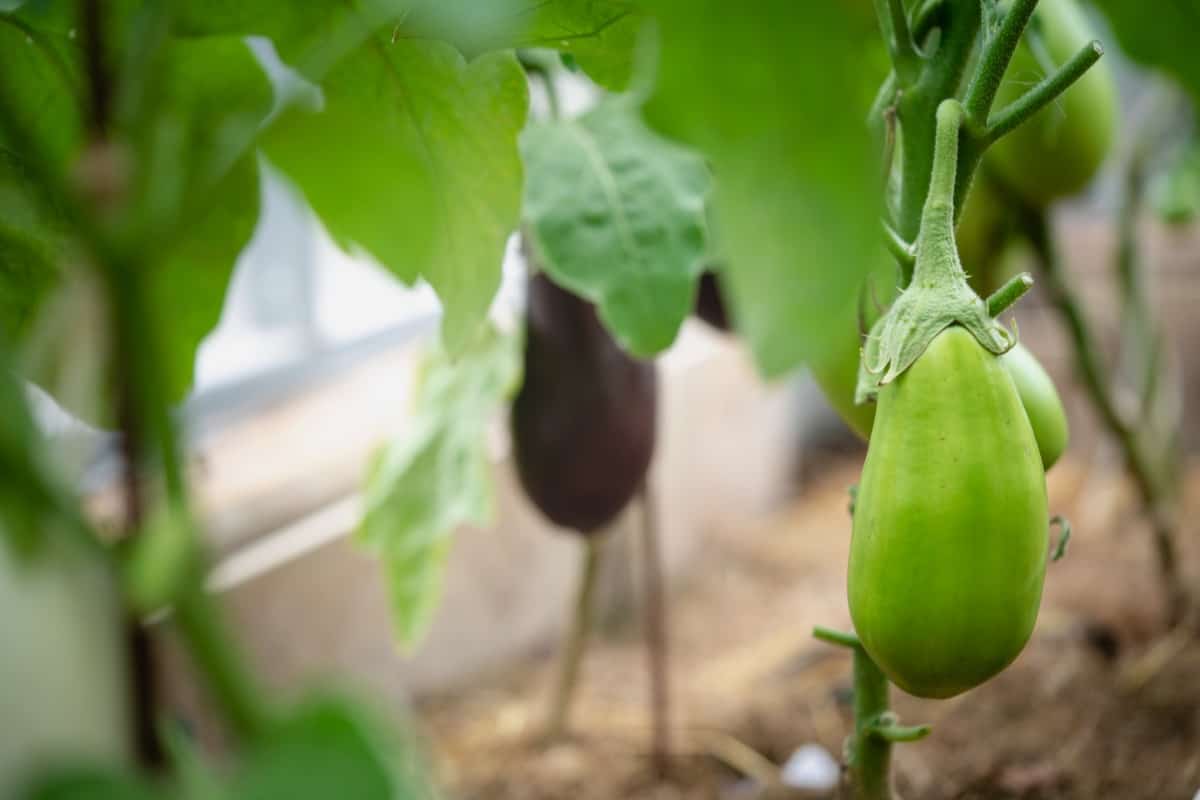 Common Problems With Garden-Grown Eggplant Plants