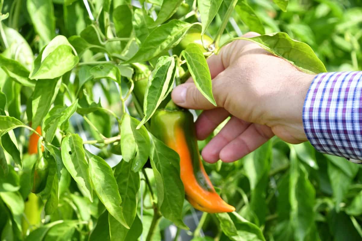 Common Problems With Garden-Grown Peppers