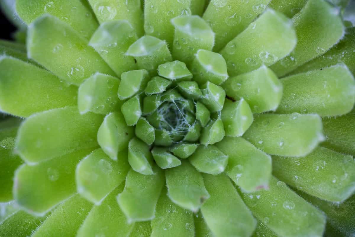 Hens and Chicks Plant