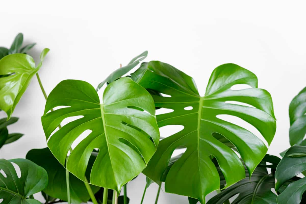 Common Problems With Monstera Plants