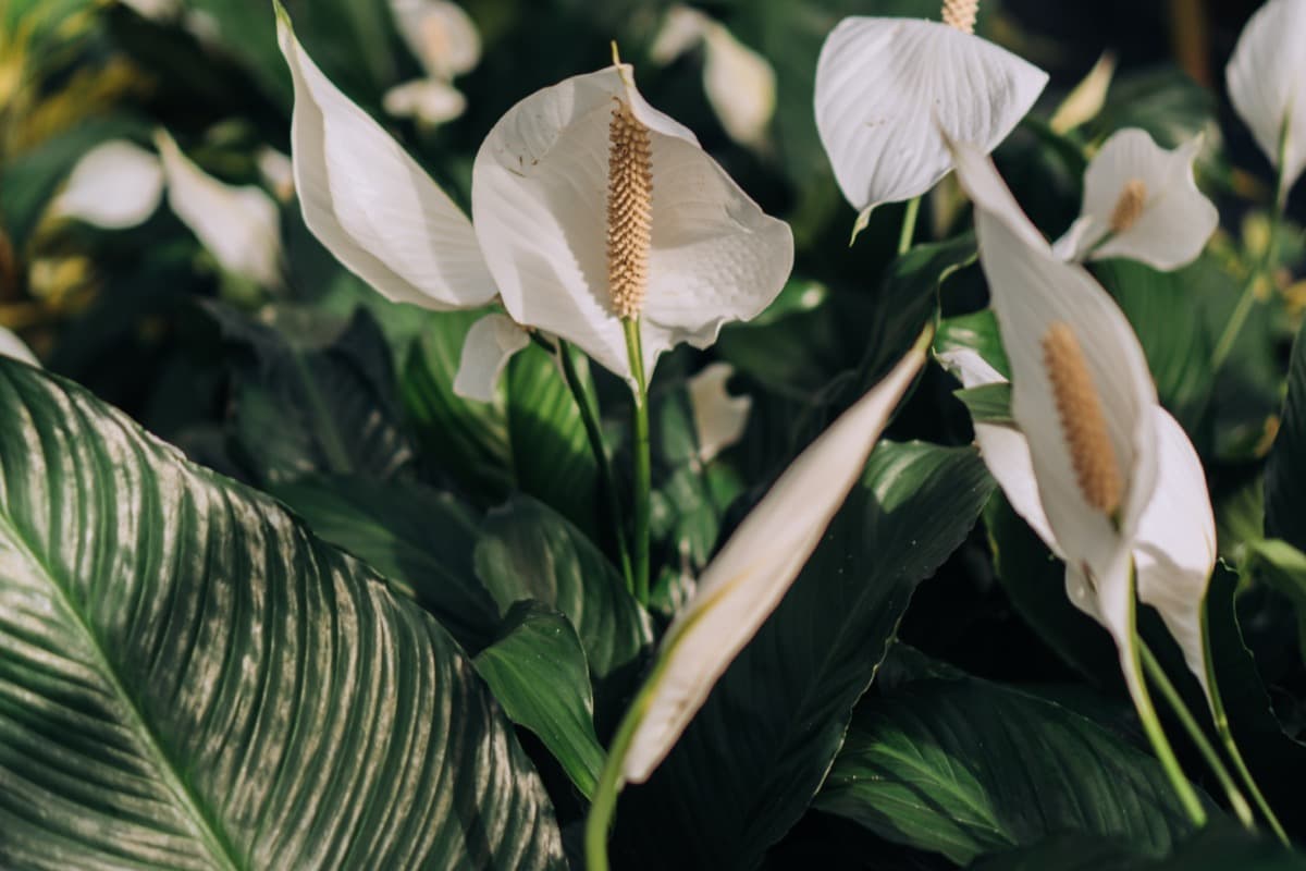 Common Problems With Peace Lily Plants