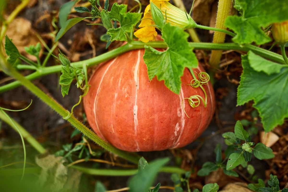Common Problems with Pumpkin Plants 