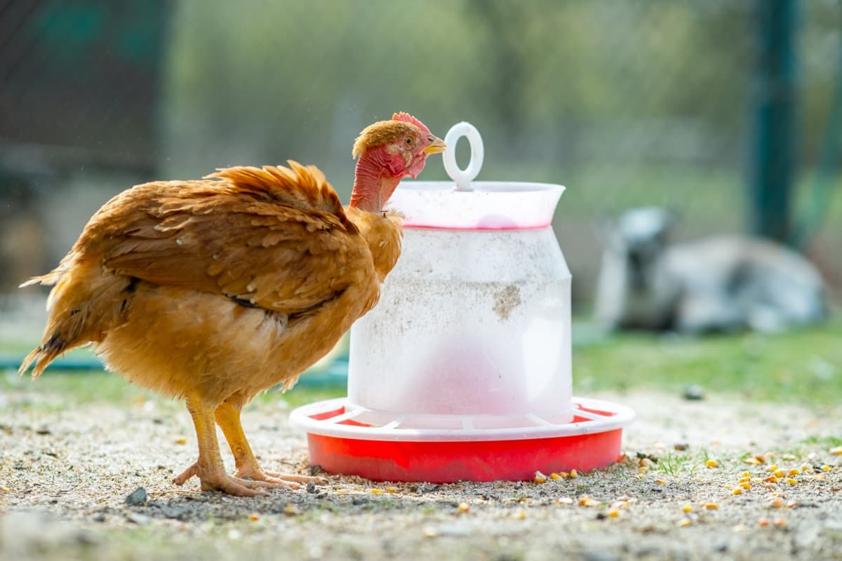 9 DIY Chicken Feeder Ideas