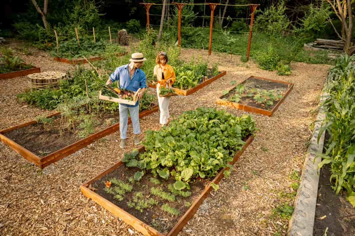 Farmers at Home Vegetable Garden