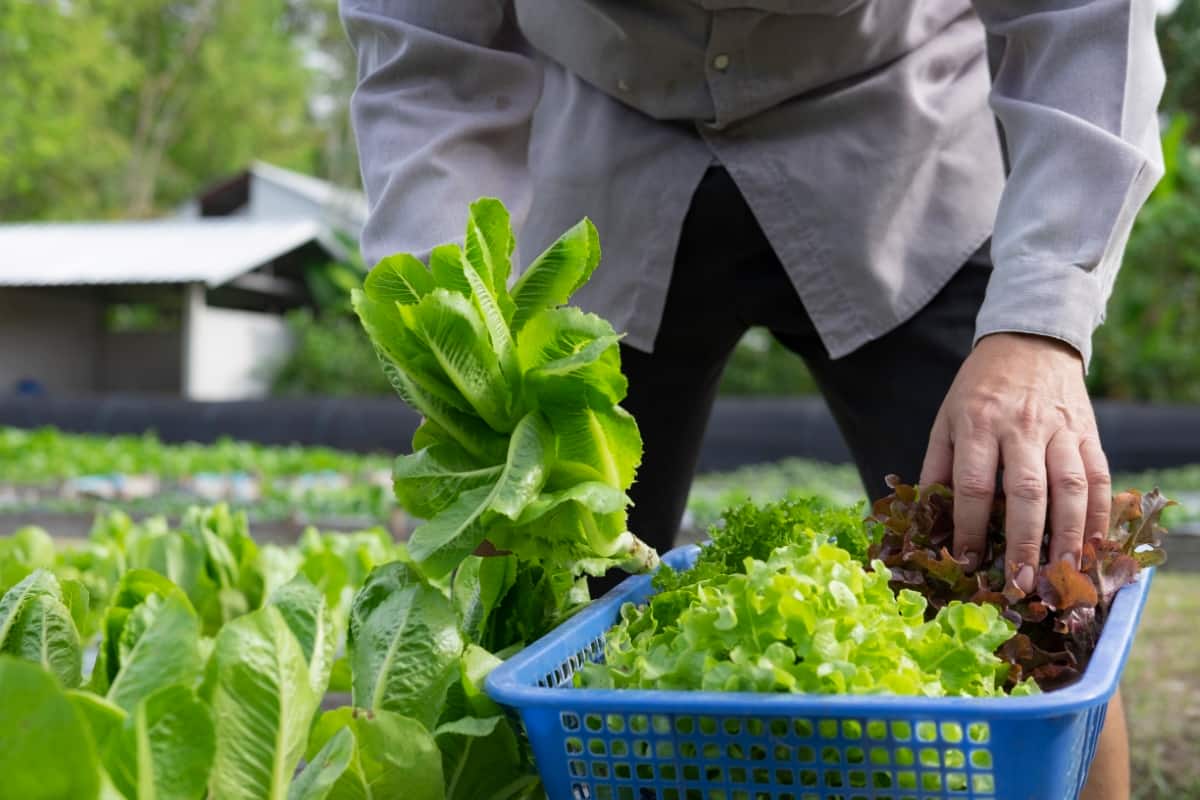 Agriculturist Cutting Fresh Vegetable