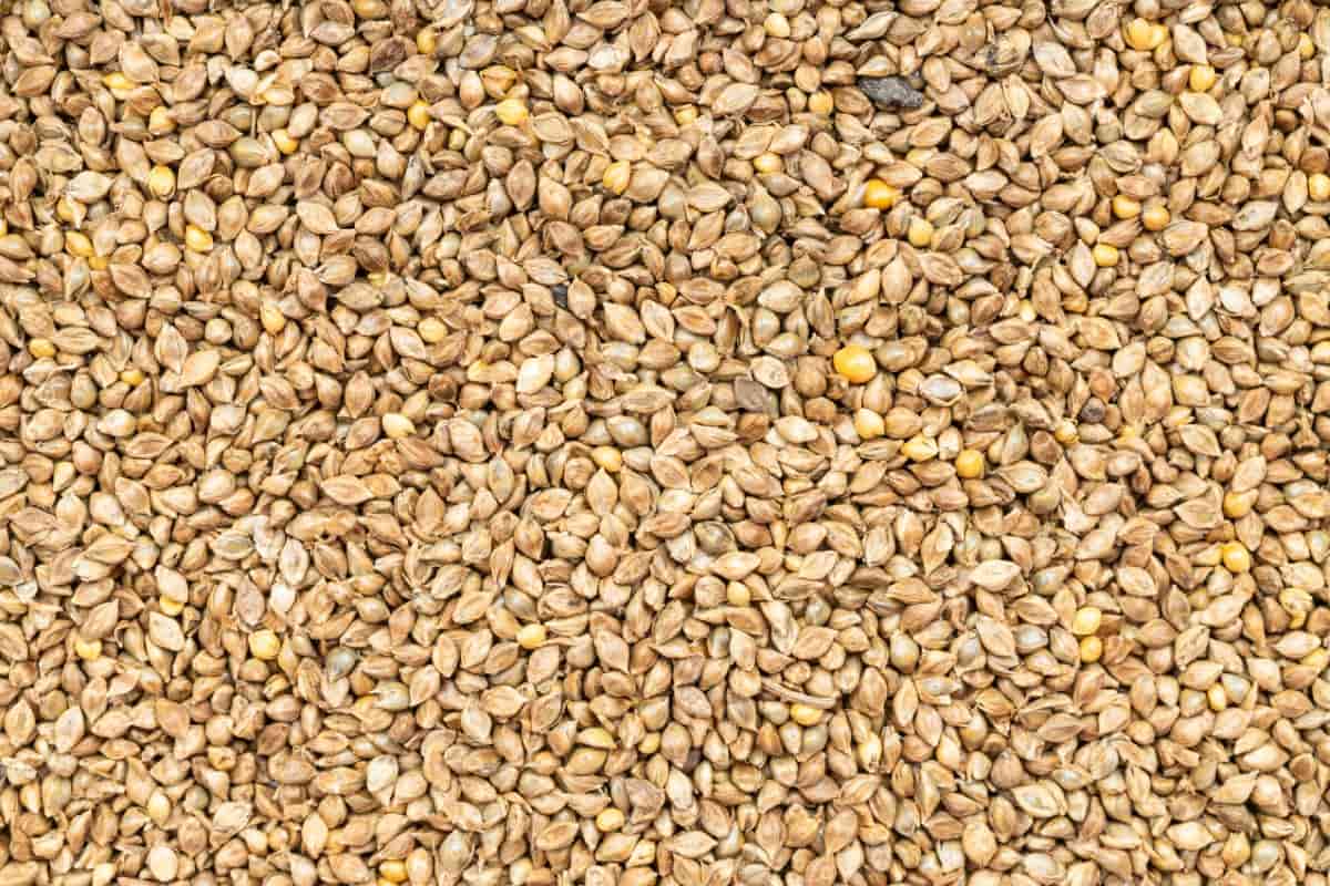 Economics of 1-Acre Barnyard Millet Cultivation